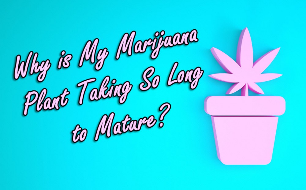 how long do cannabis plants take to grow mature