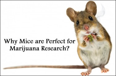 marijuana mouse research