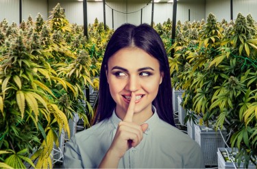 cannabis marijuana secrets