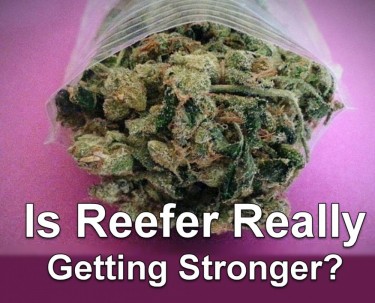 MARIJUANA STRONGER TODAY