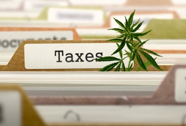 marijuana taxes in 36 months