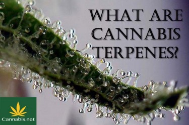 WHAT ARE MARIJUANA TERPENES