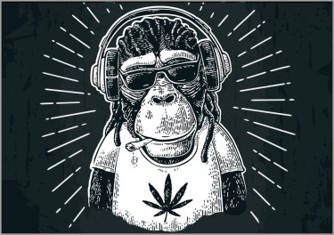 marijuana testing on monkeys