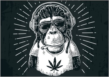 MARIJUANA MONKEY EXPERIMENT