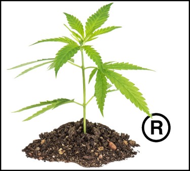 marijuana trademarks