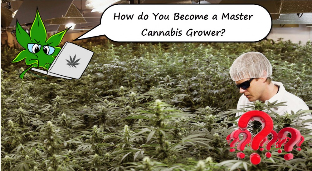 master cannabis grower