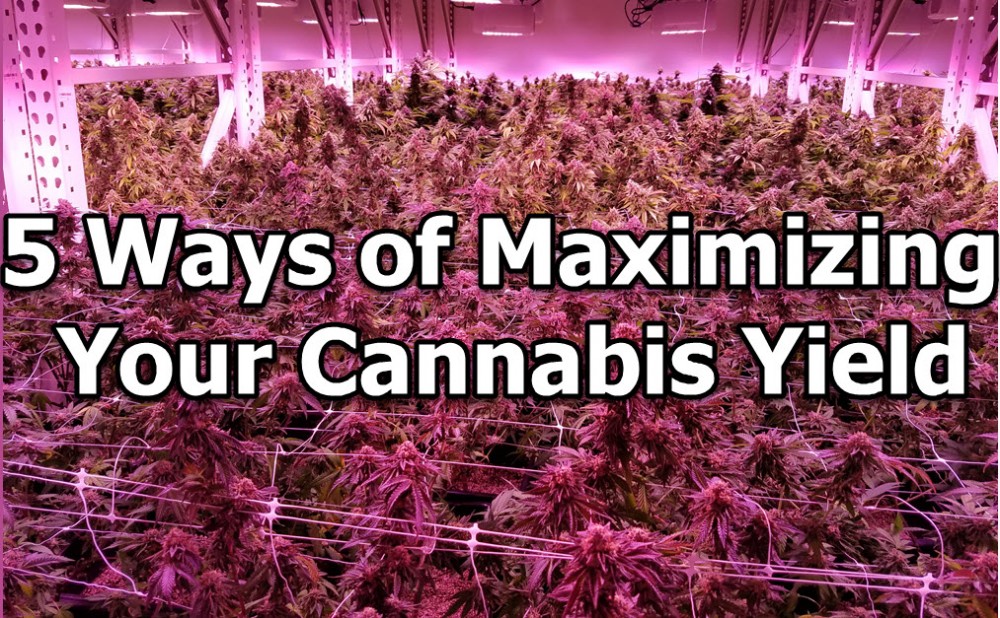 MAXIMIMZING YOUR CANNABIS YIELD