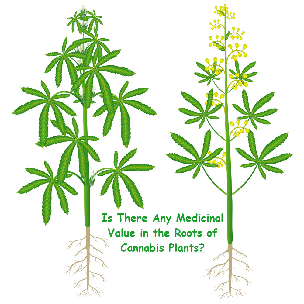 medicinal value of cannabis roots