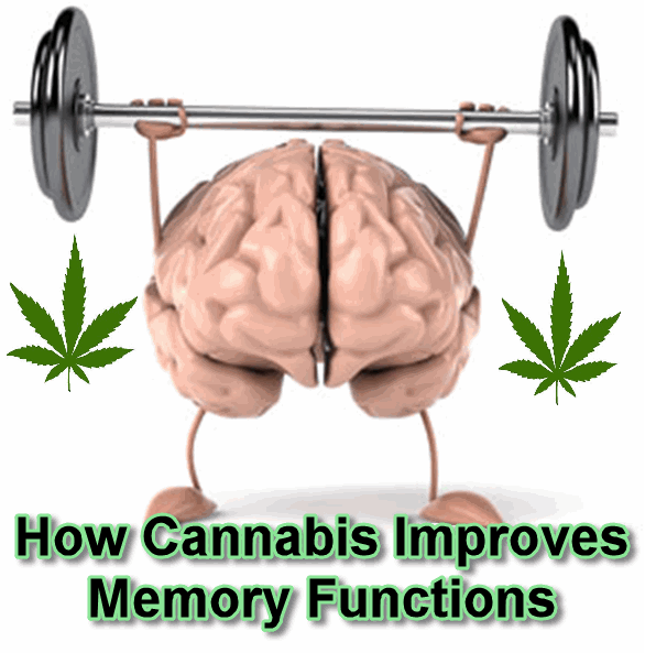 HOW CANNABIS IMPROVES MEMORY IN MICE