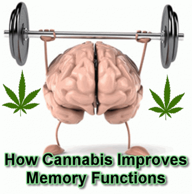 MEMORY FUNCTION MICE MARIJUANA