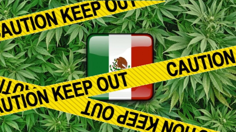 cannabis in mexico legalize