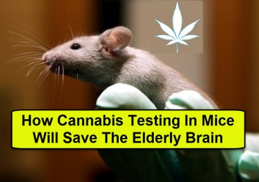 COGNITIVE LEARNING MARIJUANA ELDERLY