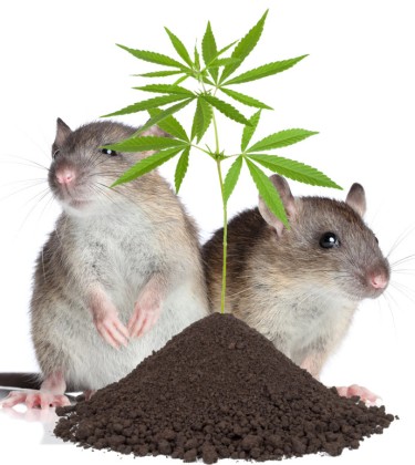 mice in marijuana plants