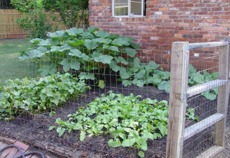 small cannabis grow