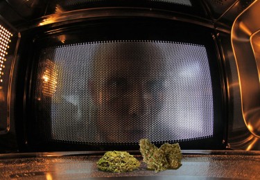 microwave cannabis or not