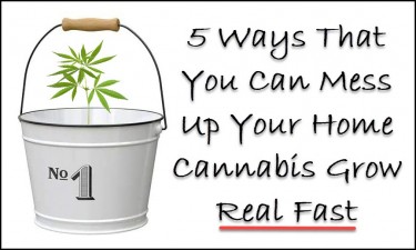 home cannabis growing mistakes