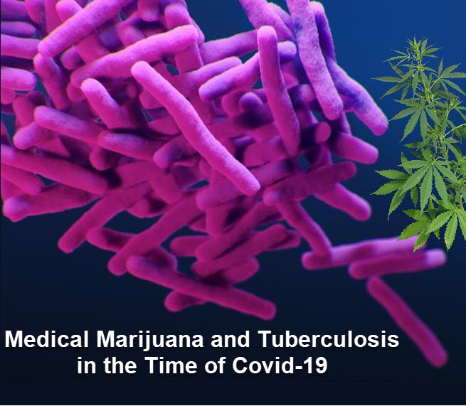 cannabis and TB