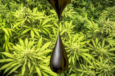 molasses on cannabis plants