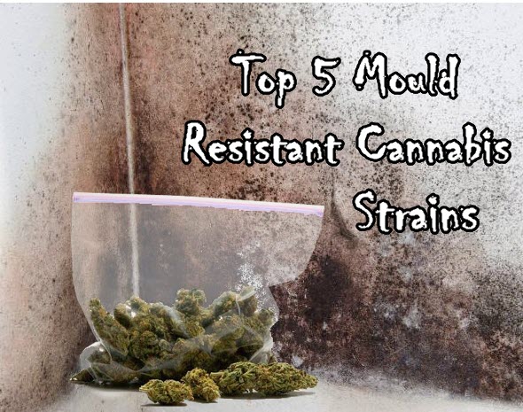 MOLD RESISTANT CANNABIS