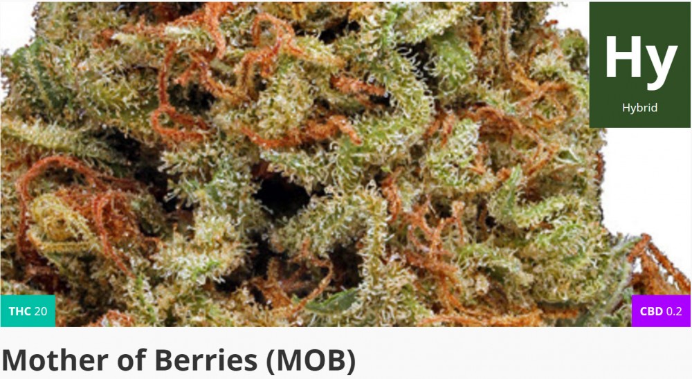 mother of berries cannabis