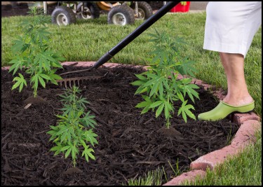 mulching marijuana plants