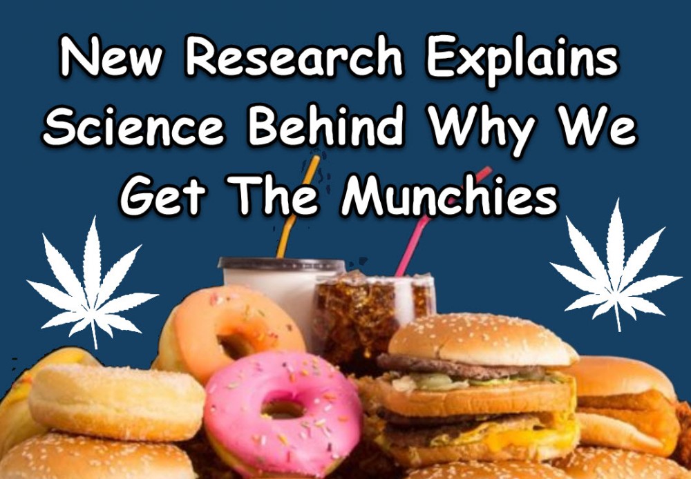 SCIENCE BEHIND MARIJUANA AND THE MUNCHIES