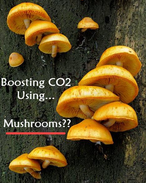 MUSHROOMS AND CO2 PRODUCTION