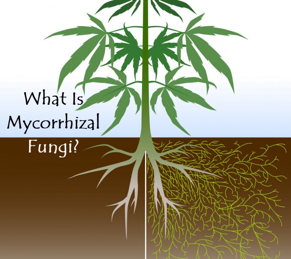 Mycorrhizae fungi cannabis