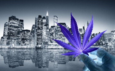 new york cannabis markets