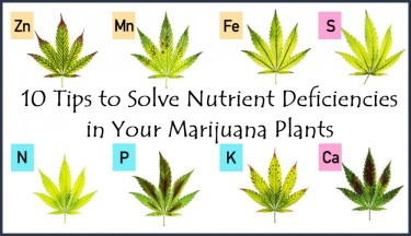 CANNABIS PLANT NUTRIENT ISSUES IN THE LEAVES
