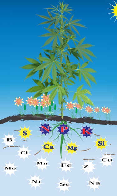 Prevent Nutrient Lockout with pH Up and pH Down