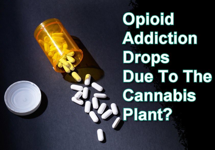 OPIOID ADDICTION AND CANNABIS