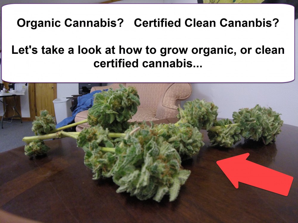 organic certified clean cannabis