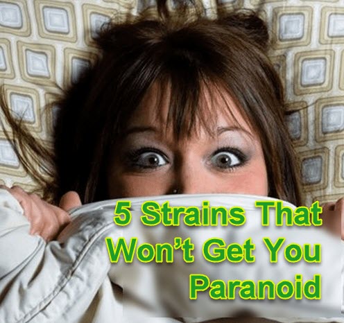 PARANOIA AND CANNABIS STRAINS