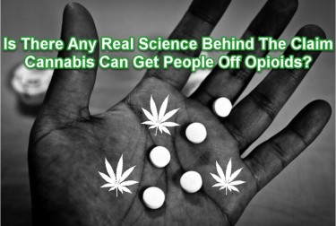 real science on marijuana and opioid addiction