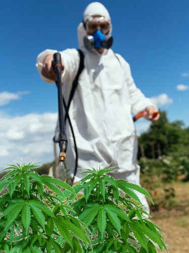 taste pesticides on cannabis plants