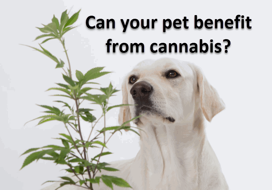 CANNABIS FOR PETS