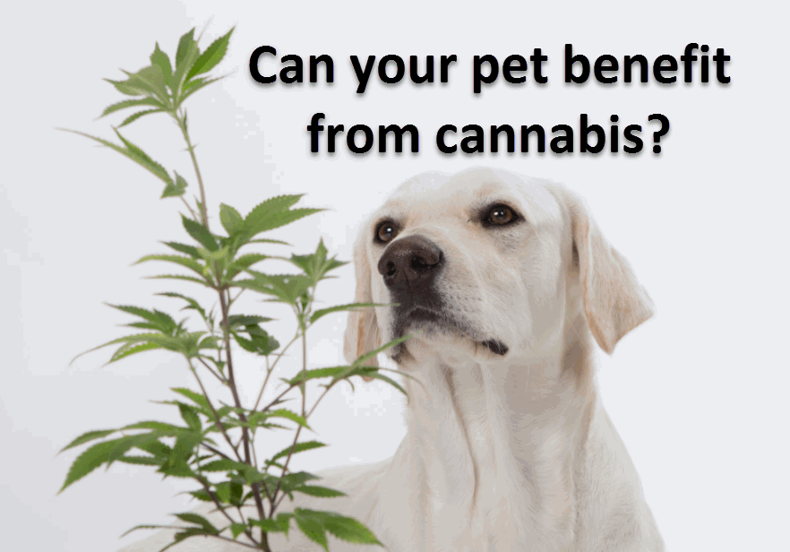 DOGS USING CANNABIS MEDICINE