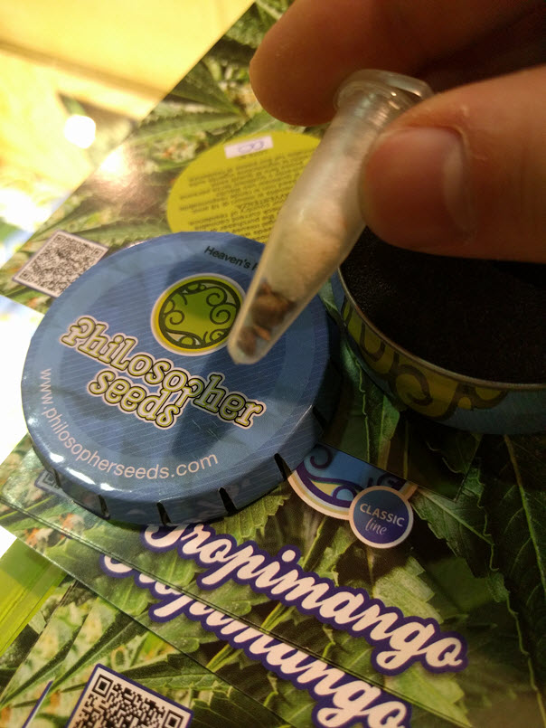 cannabis seeds amsterdam