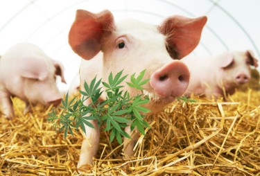 PIG AND COWS EATING CANNABIS