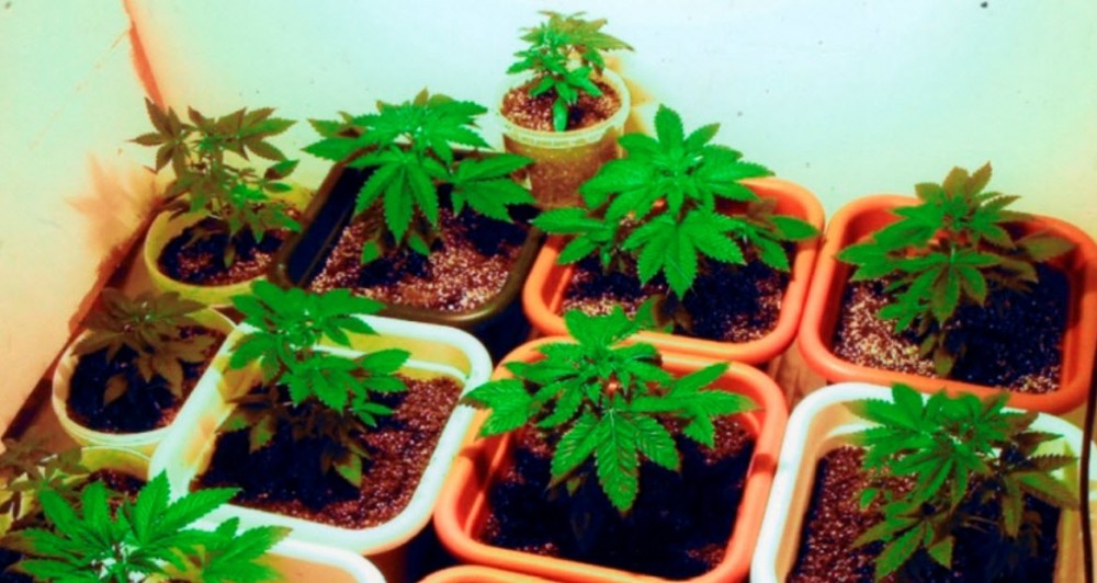 BABY CANNABIS PLANTS