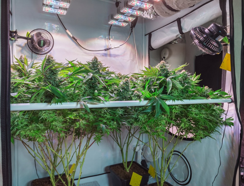 cannabis plants set up in a grow tent