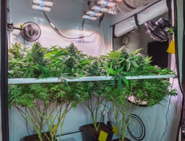 TIPS FOR GROWING INDOOR MARIJUANA