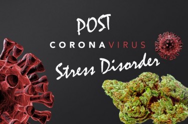 cannabis for post covid stress disorder