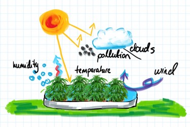 post cannabis harvest evaporation