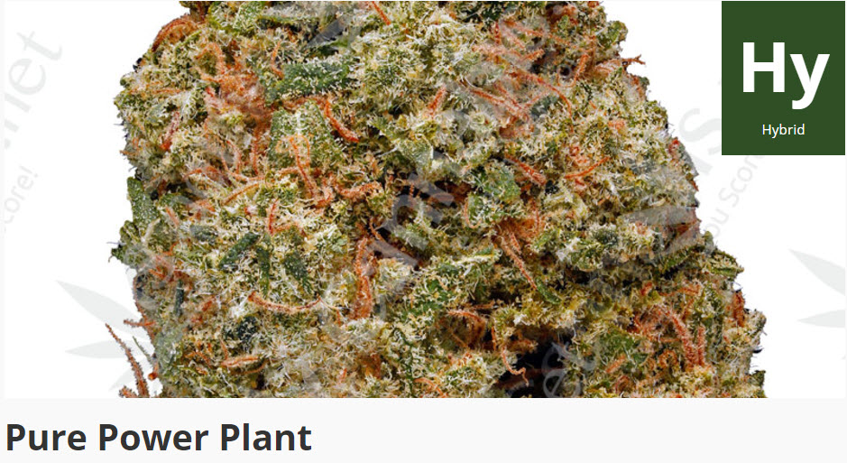 powerplant strain marijuana