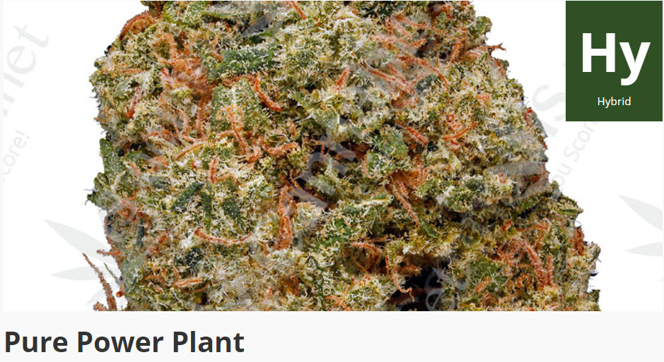 power plant cannabis