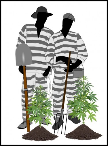 ohio program to teach convicts to sell weed