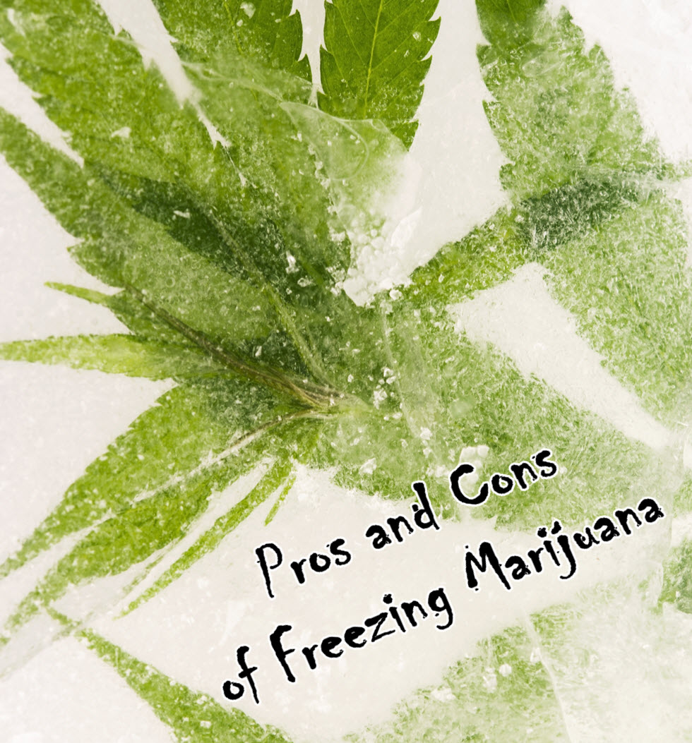 pros and cons of freezing marijuana