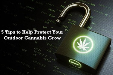 SECURITY FOR MARIJUANA GROWS